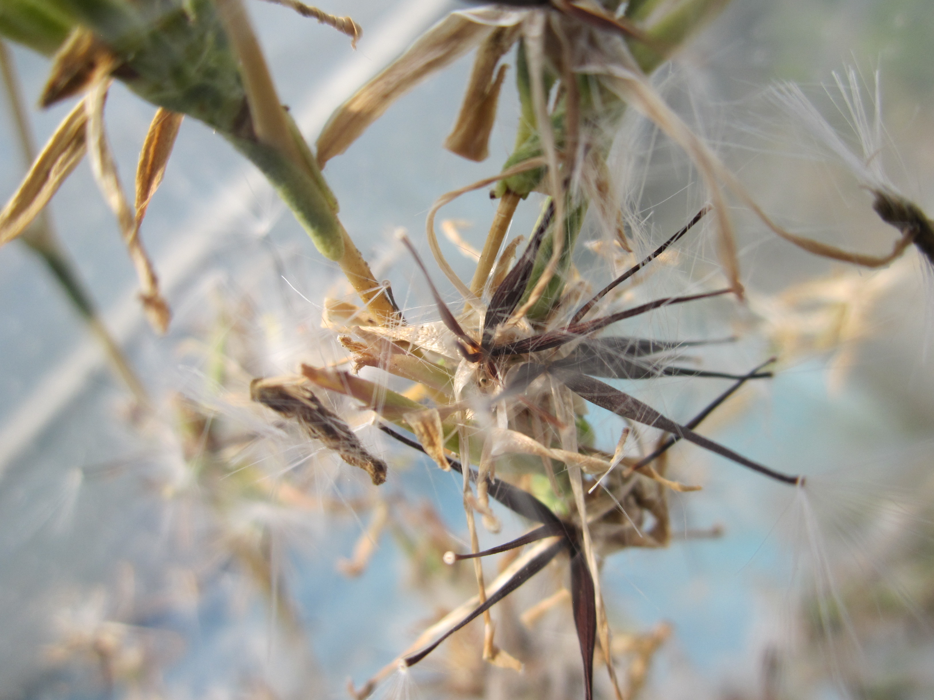 Lactuca viminea (L.) J. Presl & C. Presl subsp. viminea